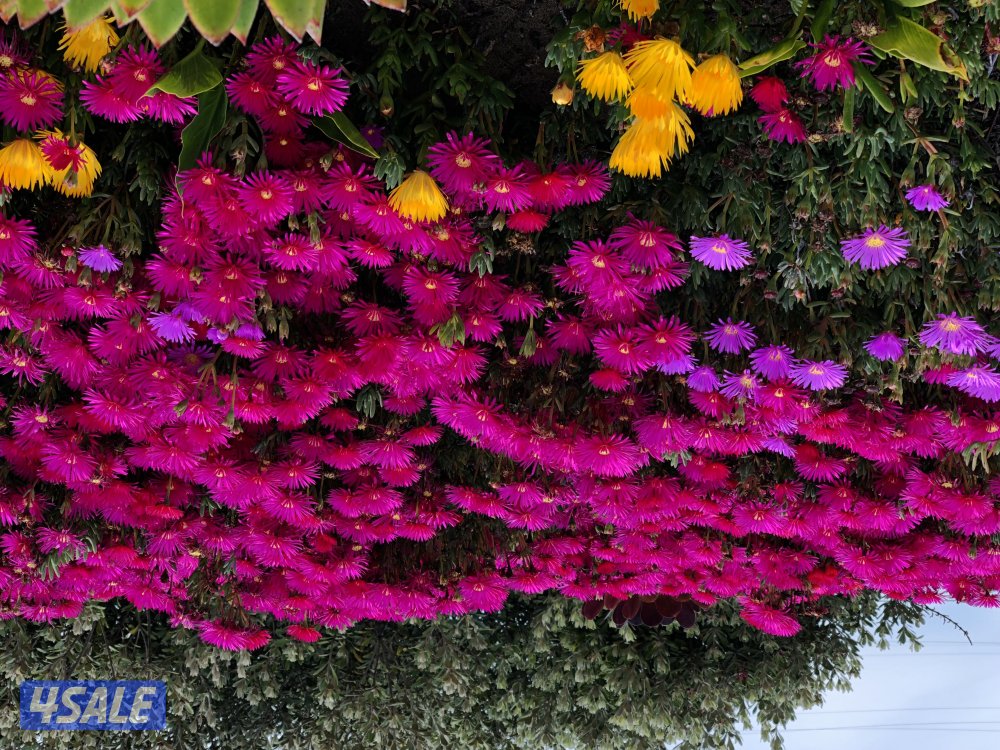 Test video 61